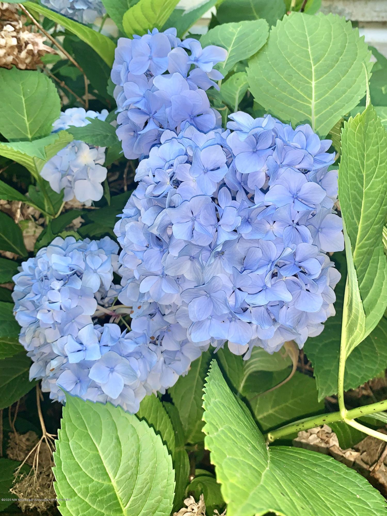 3770 Bethlehem Road Potts Camp, MS 38659 - Photo 34 of 37 9A691ADC-47AD-4DDE-AD9E-ADABC84E230C