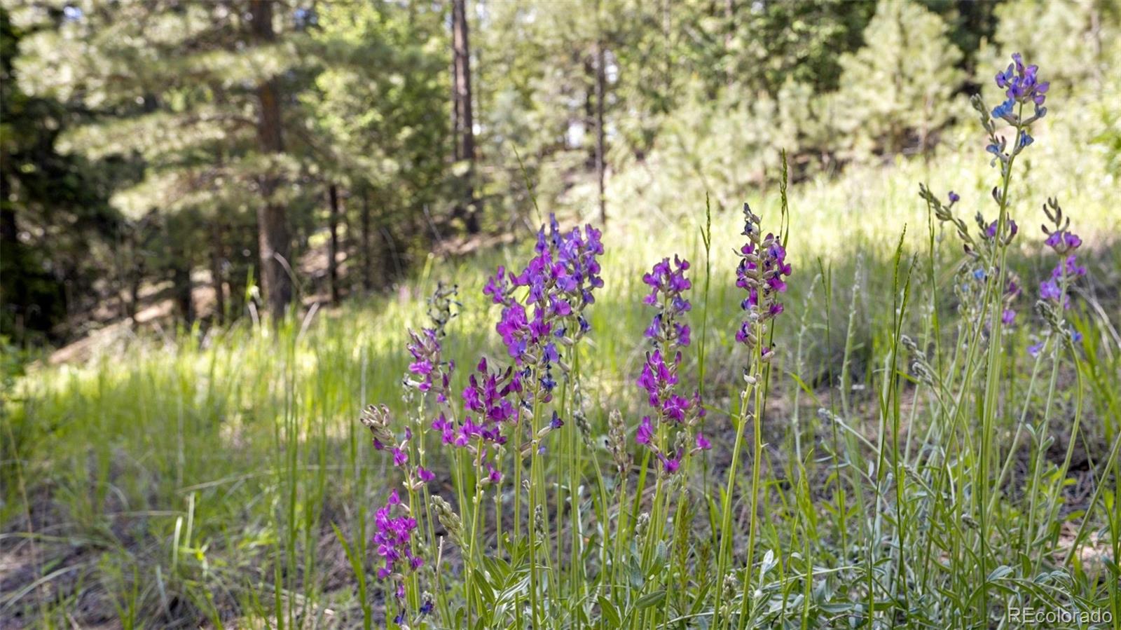 16468 Ouray Road Pine, CO 80470 - Photo 35 of 39