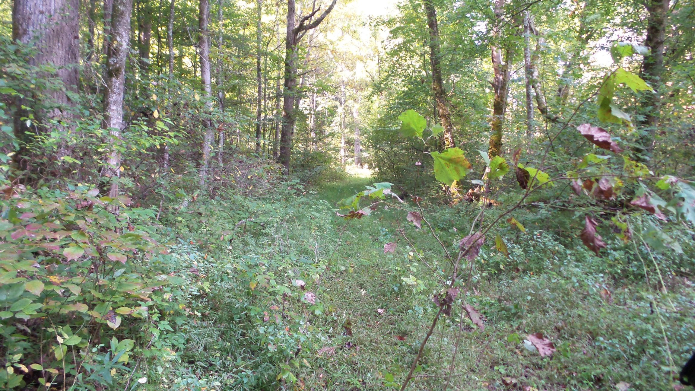 4128 Snyder Road Kodak, TN 37764 - Photo 15 of 20 20140926_063459