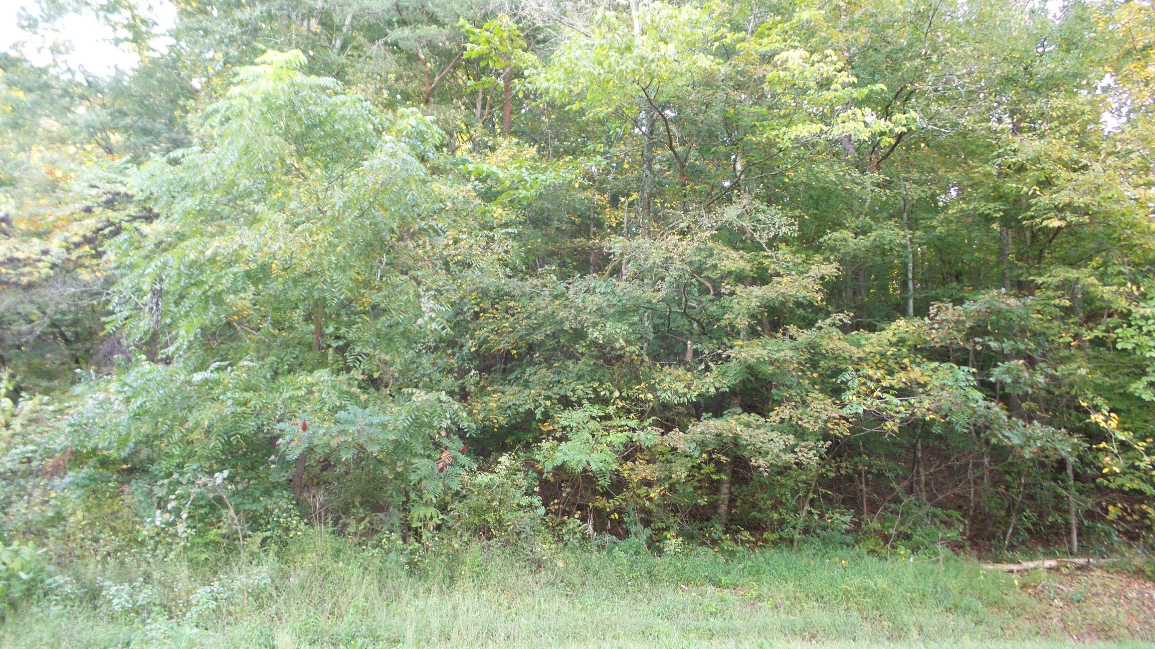 4128 Snyder Road Kodak, TN 37764 - Photo 10 of 20 20140926_060608