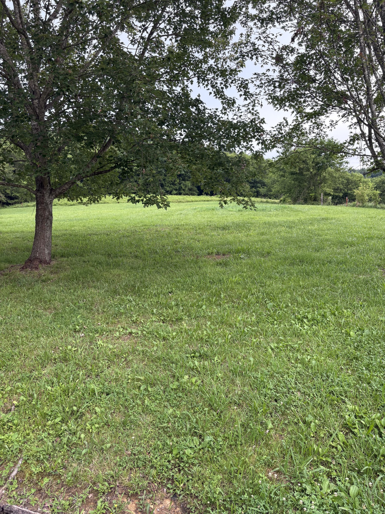 1028 Cook Road Liberty, TN 37095 - Photo 5 of 33 a view of a field with a tree