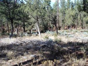 17033 Control Road Payson, AZ 85541 - Photo 6 of 28