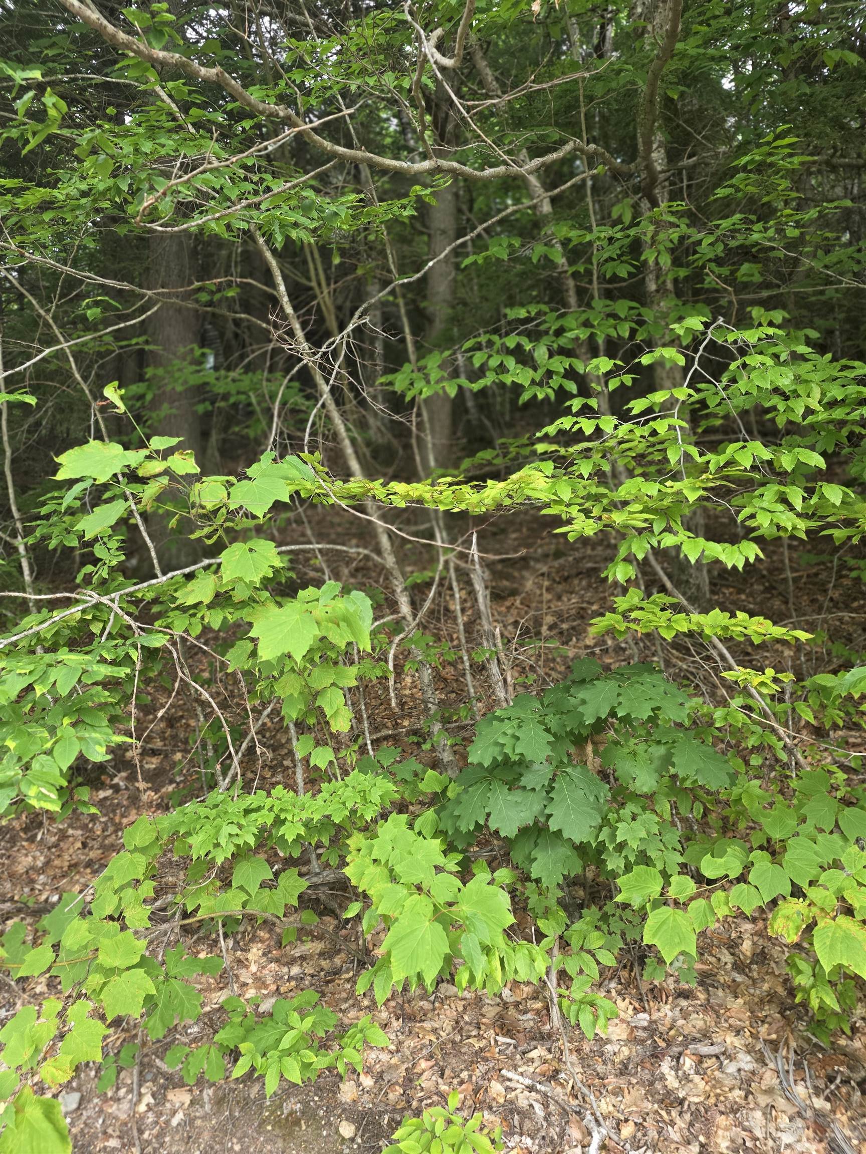 113 Bell Valley Road Campton, NH 03223 - Photo 2 of 31