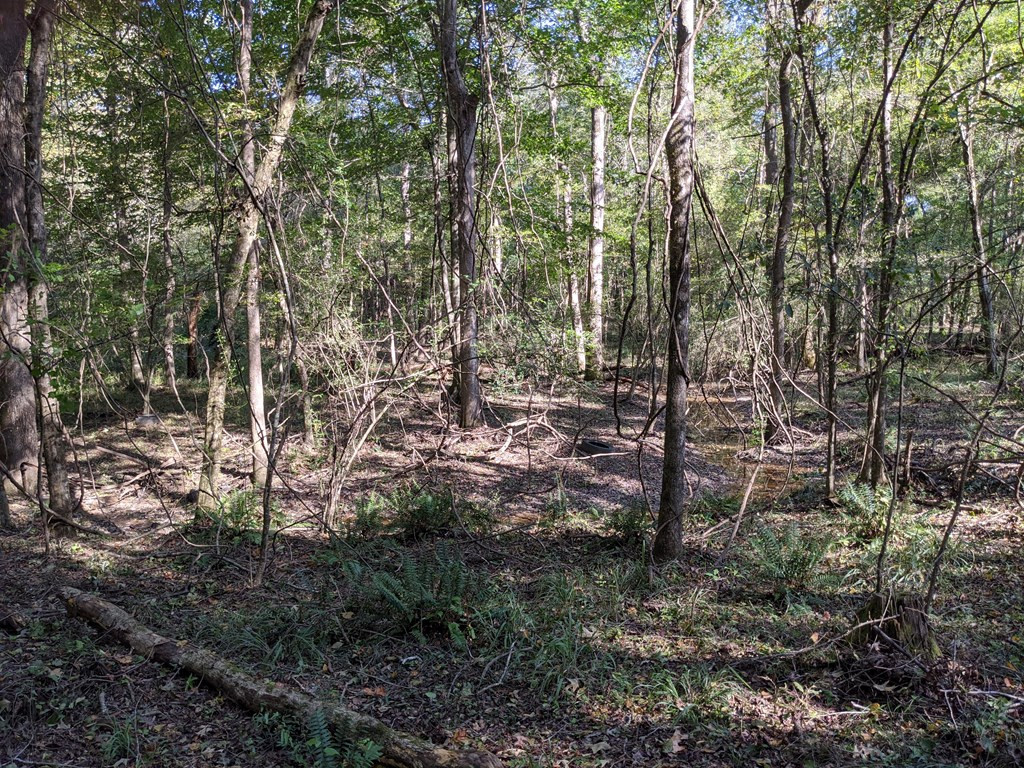 544 Ella McGehee Road Meadville, MS 39653 - Photo 20 of 38 Photo 20