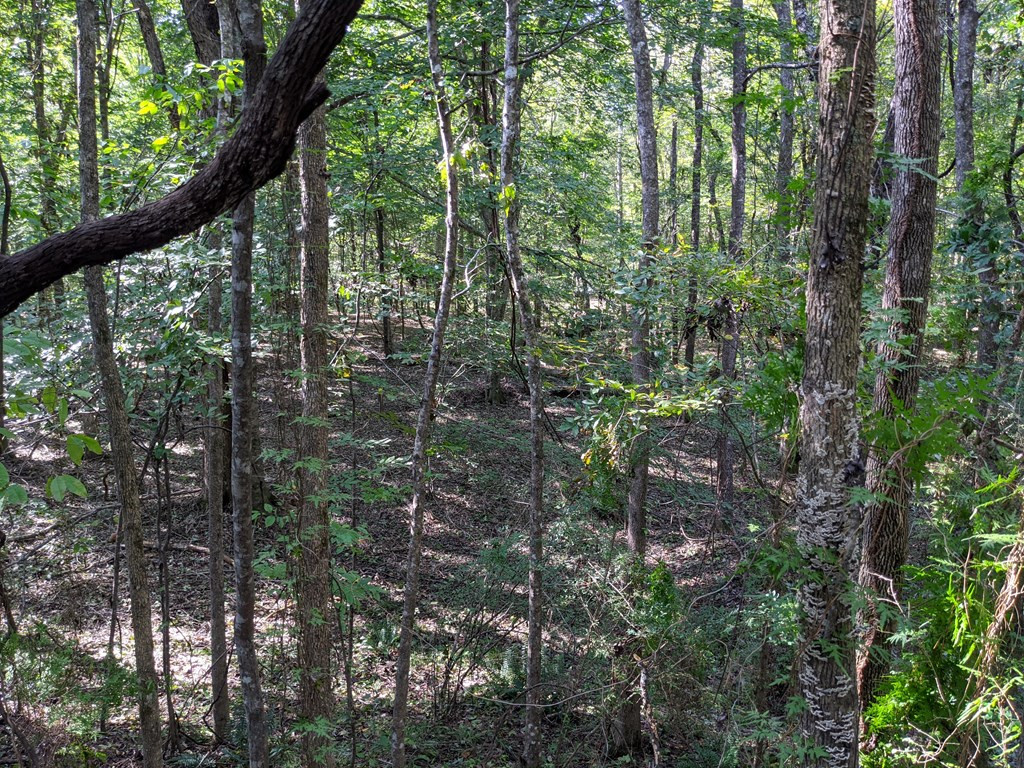 544 Ella McGehee Road Meadville, MS 39653 - Photo 8 of 38 Photo 8