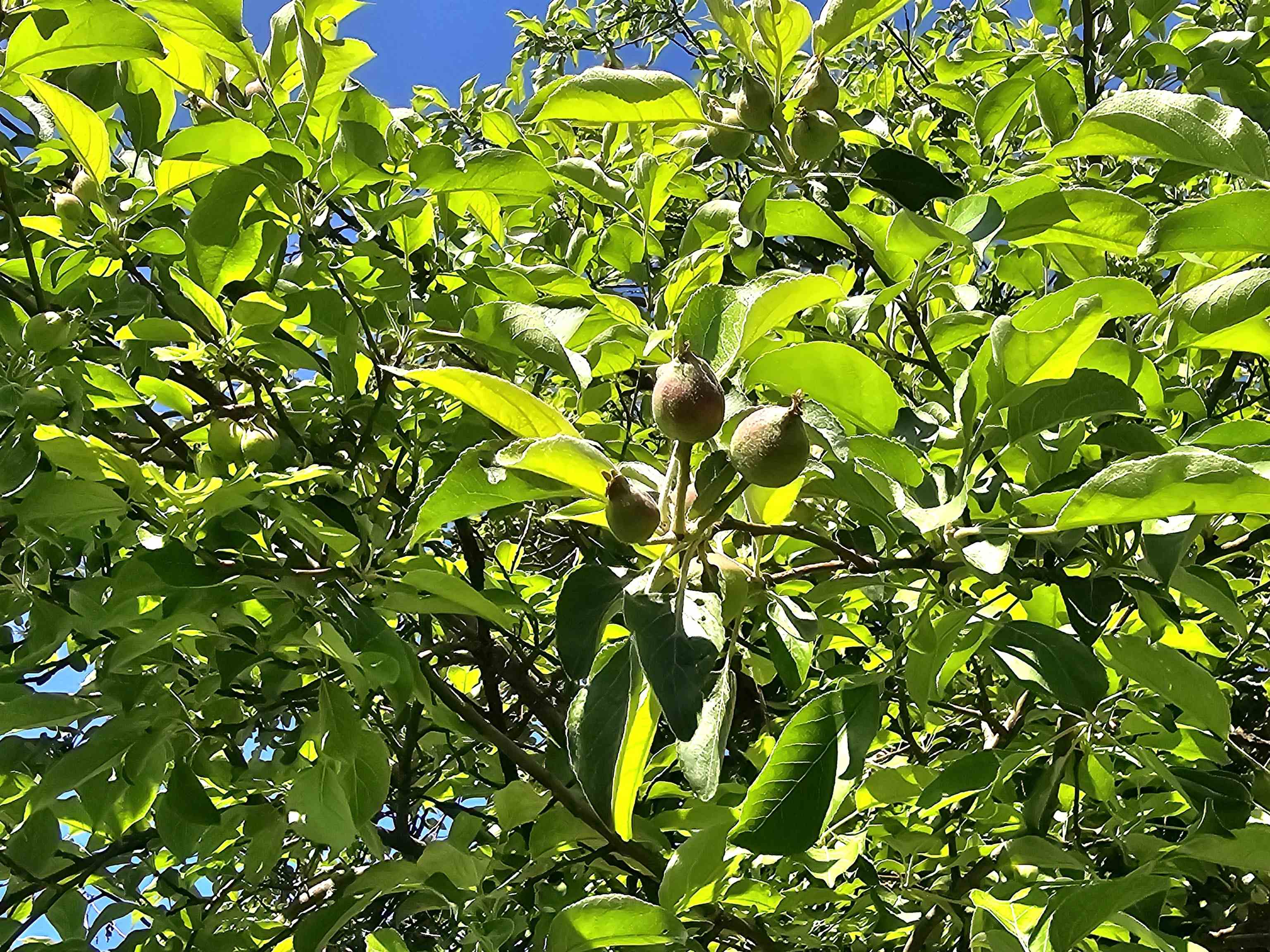 13179 County Rd FF Maple, WI 54854 - Photo 21 of 29 Fruit tree