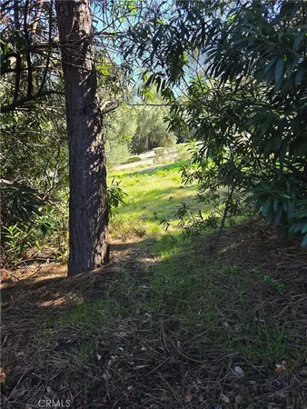 a view of a yard with an tree