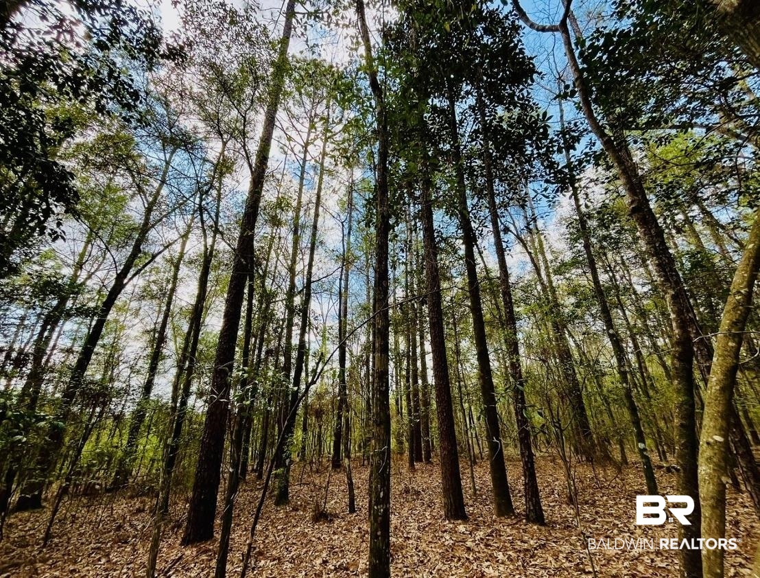 2 Phillipsville Road Bay Minette, AL 36507 - Photo 3 of 4 View of local wilderness