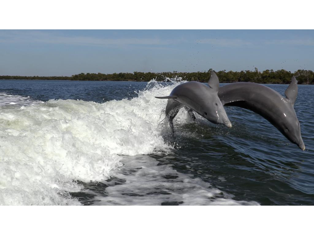147 Capri Naples Naples, FL 34113 - Photo 13 of 19 a black and white photo of a lake