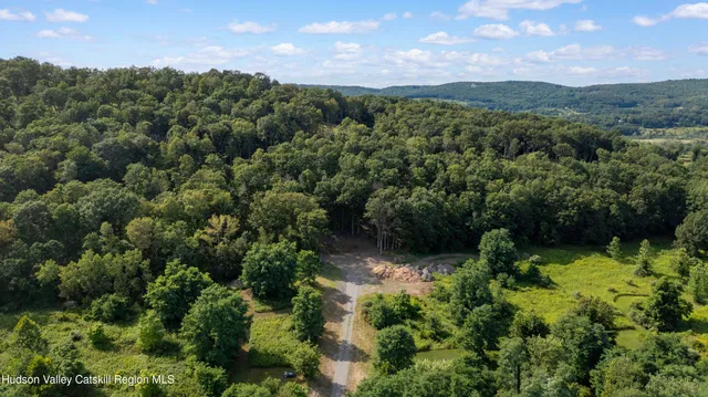 a view of a lush green forest with trees in the background