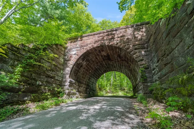 a view of a yard with plants and large trees