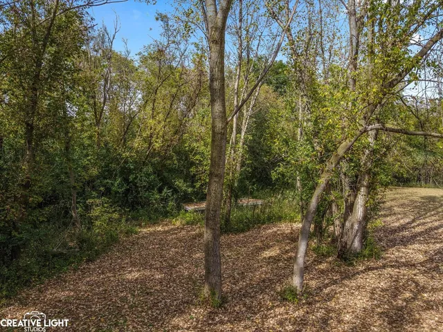 a view of a forest filled with trees