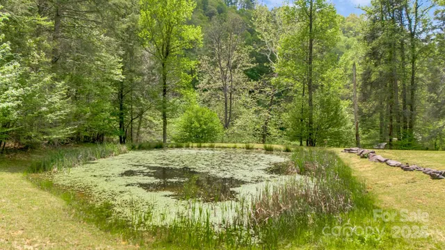 a view of a yard with plants and trees