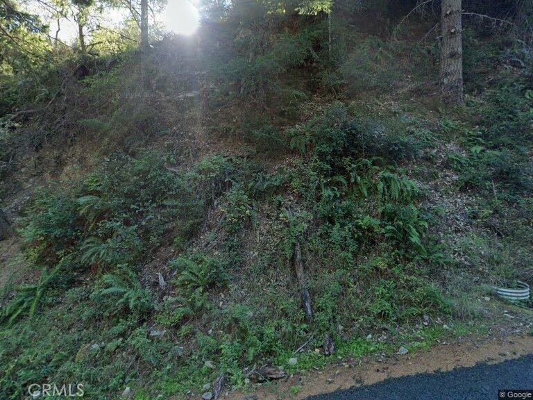 a view of a forest with lots of trees