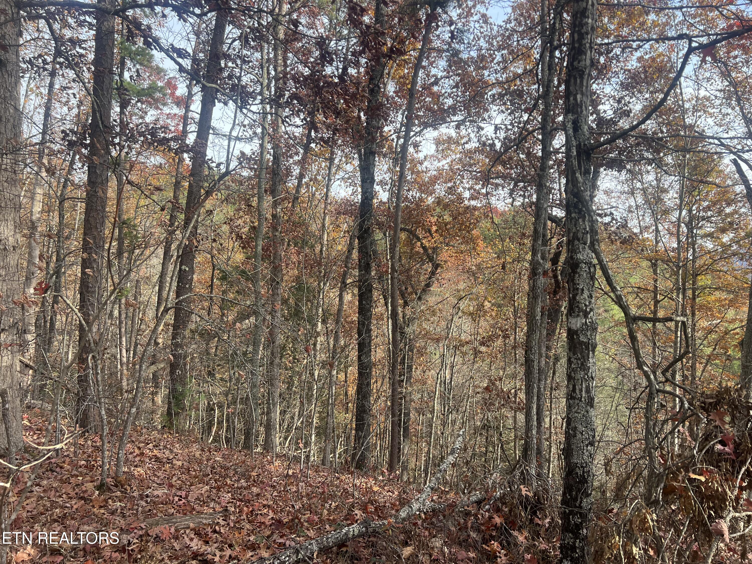 Hobe Maples Way Sevierville, TN 37876 - Photo 6 of 8 IMG_8849