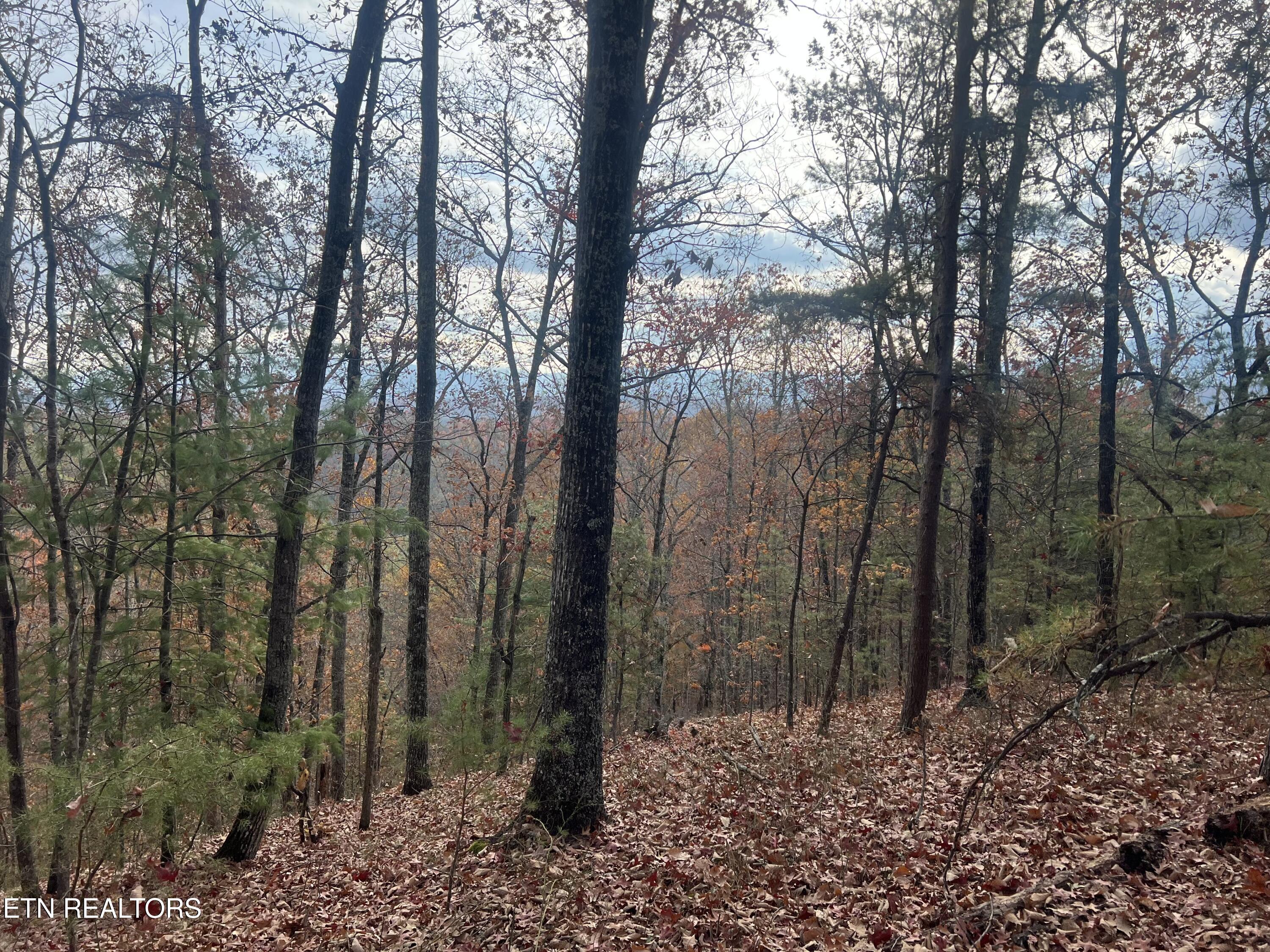 Hobe Maples Way Sevierville, TN 37876 - Photo 8 of 8 IMG_8858