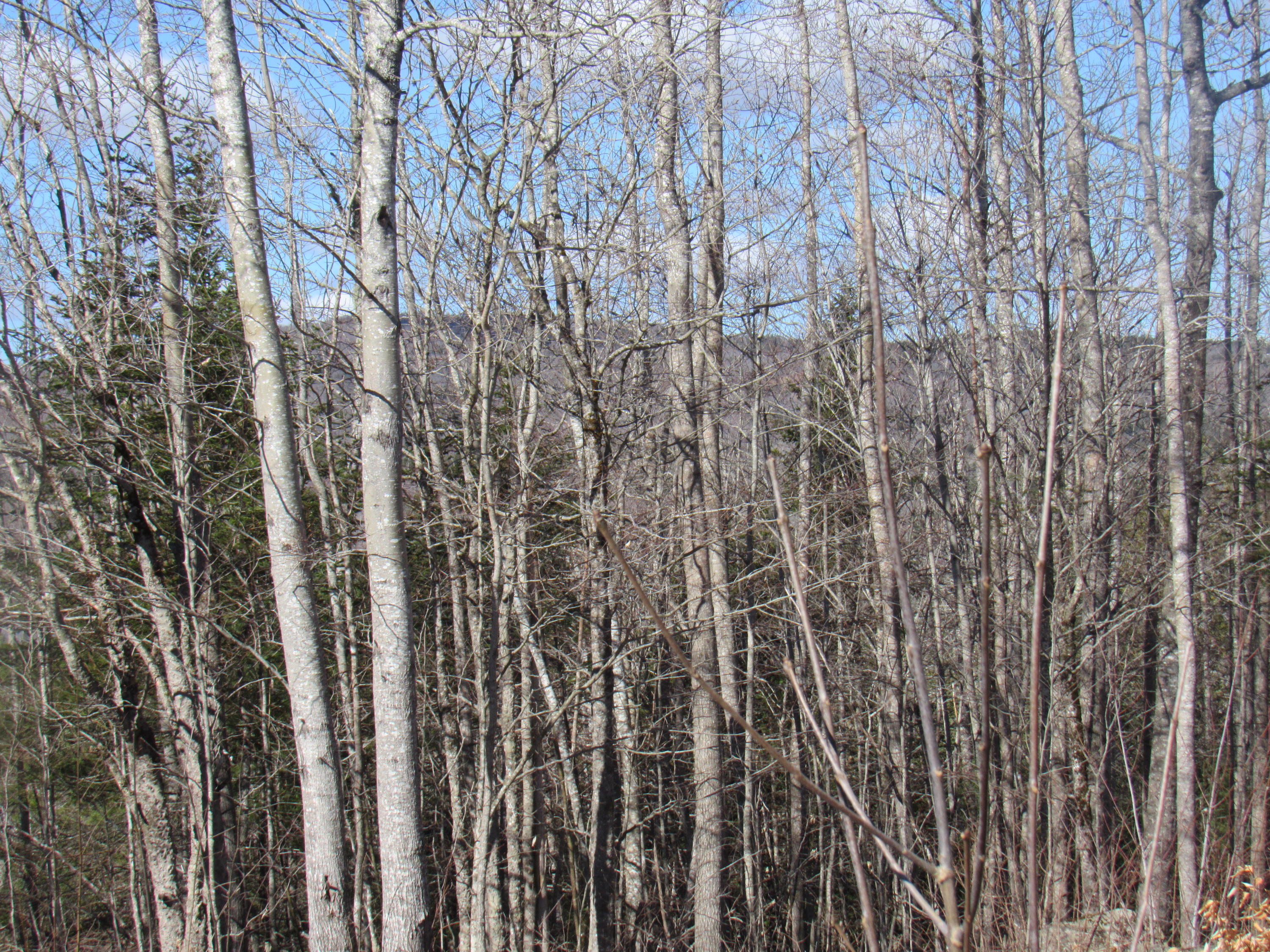 1487 Bucksmills Road Bucksport, ME 04416 - Photo 19 of 28 IMG_1111