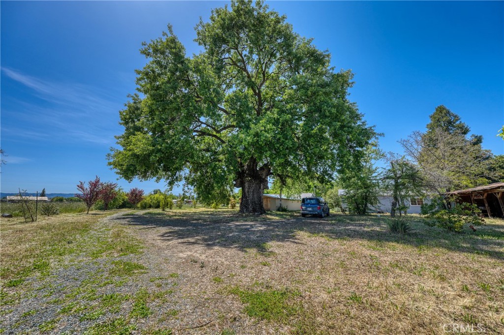1980 Big Valley Road Lakeport, CA 95453 - Photo 42 of 56 a view of a yard with an outdoor and trees