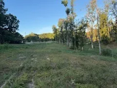 a view of a lush green forest with lots of trees