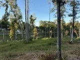 a view of a forest