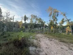 a view of a forest filled with trees