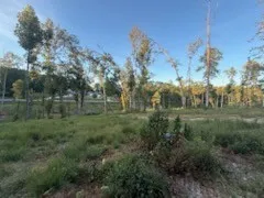 a view of a lush green forest with lots of trees