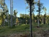 a view of a forest