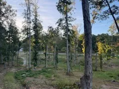 a view of a forest with trees