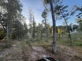a view of a forest with trees in background