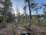 0 Jones Creek Road White Bluff, TN 37187 - Photo 23 of 29 a view of a forest with trees in background