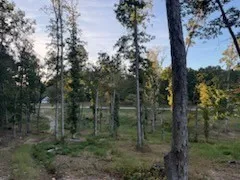 a view of a forest with trees in the background