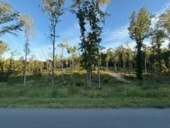 a view of a lush green forest