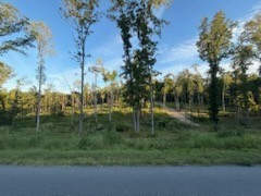 0 Jones Creek Road White Bluff, TN 37187 - Photo 26 of 29 a view of a lush green forest