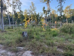 0 Jones Creek Road White Bluff, TN 37187 - Photo 27 of 29 a view of a lush green forest with large trees