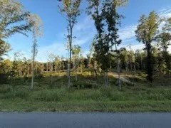 a view of forest