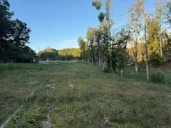 a view of a lush green forest