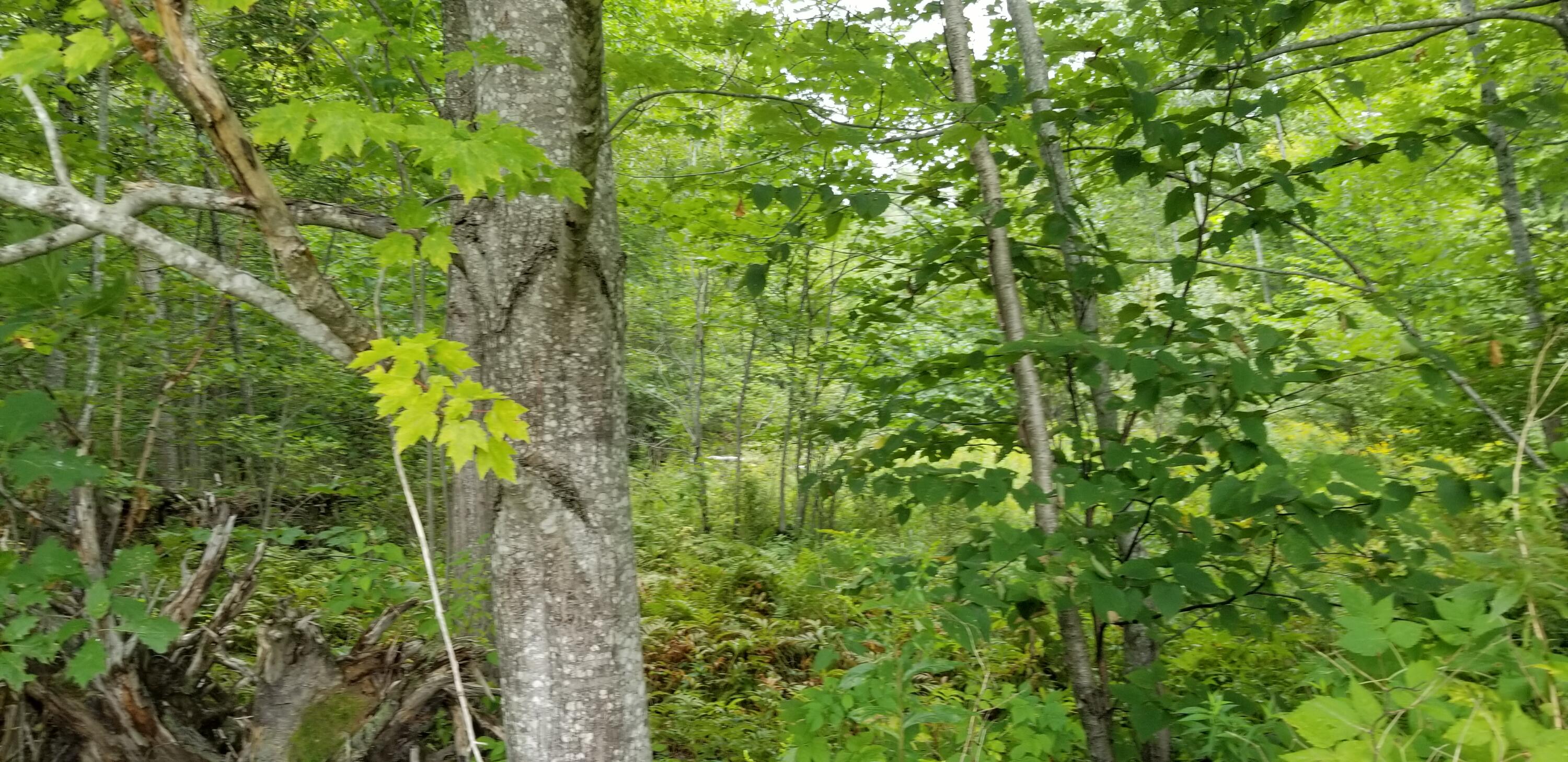 0 Sprague Road South Washington, ME 04574 - Photo 3 of 6 20210829_114224
