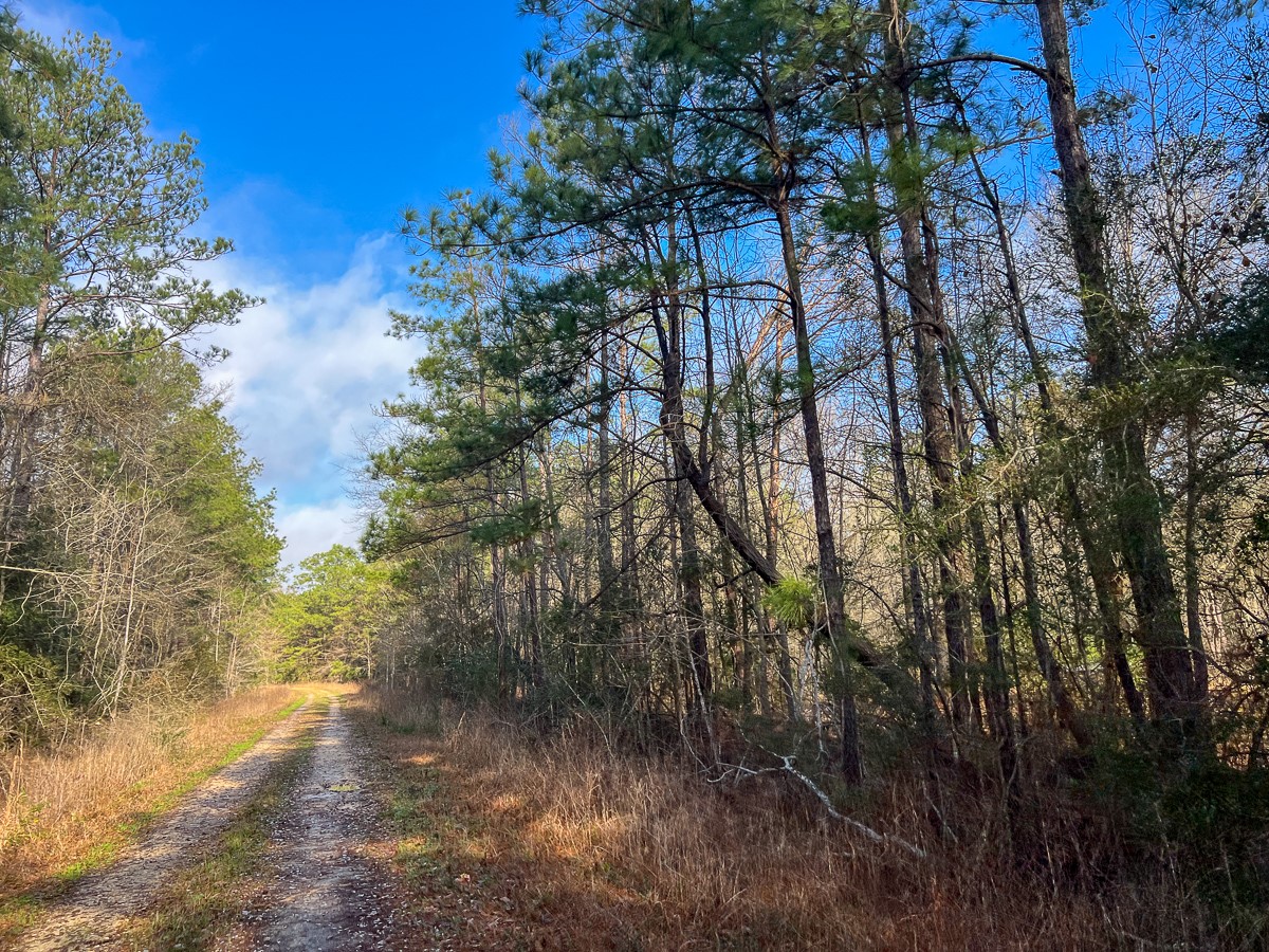 0 Highway 12/ Linscomb Road Vidor, TX 77662 - Photo 4 of 14