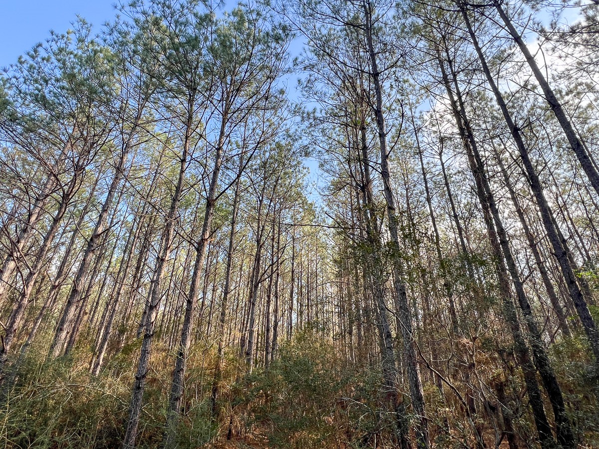 0 Highway 12/ Linscomb Road Vidor, TX 77662 - Photo 8 of 14