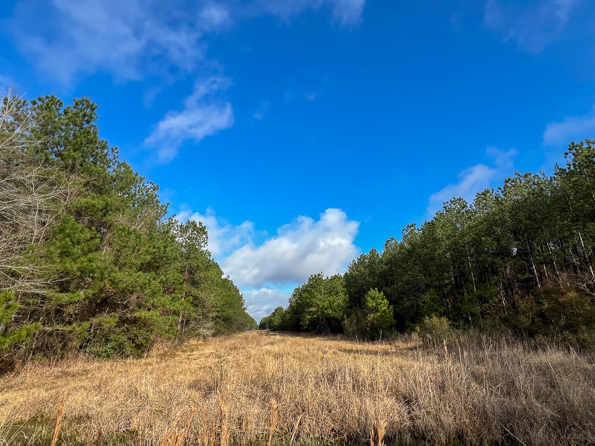 0 Highway 12/ Linscomb Road Vidor, TX 77662 - Photo 9 of 14
