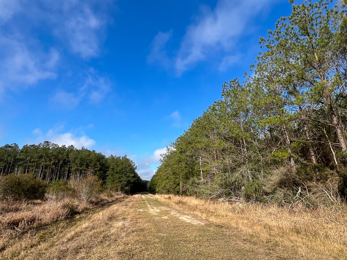 0 Highway 12/ Linscomb Road Vidor, TX 77662 - Photo 10 of 14
