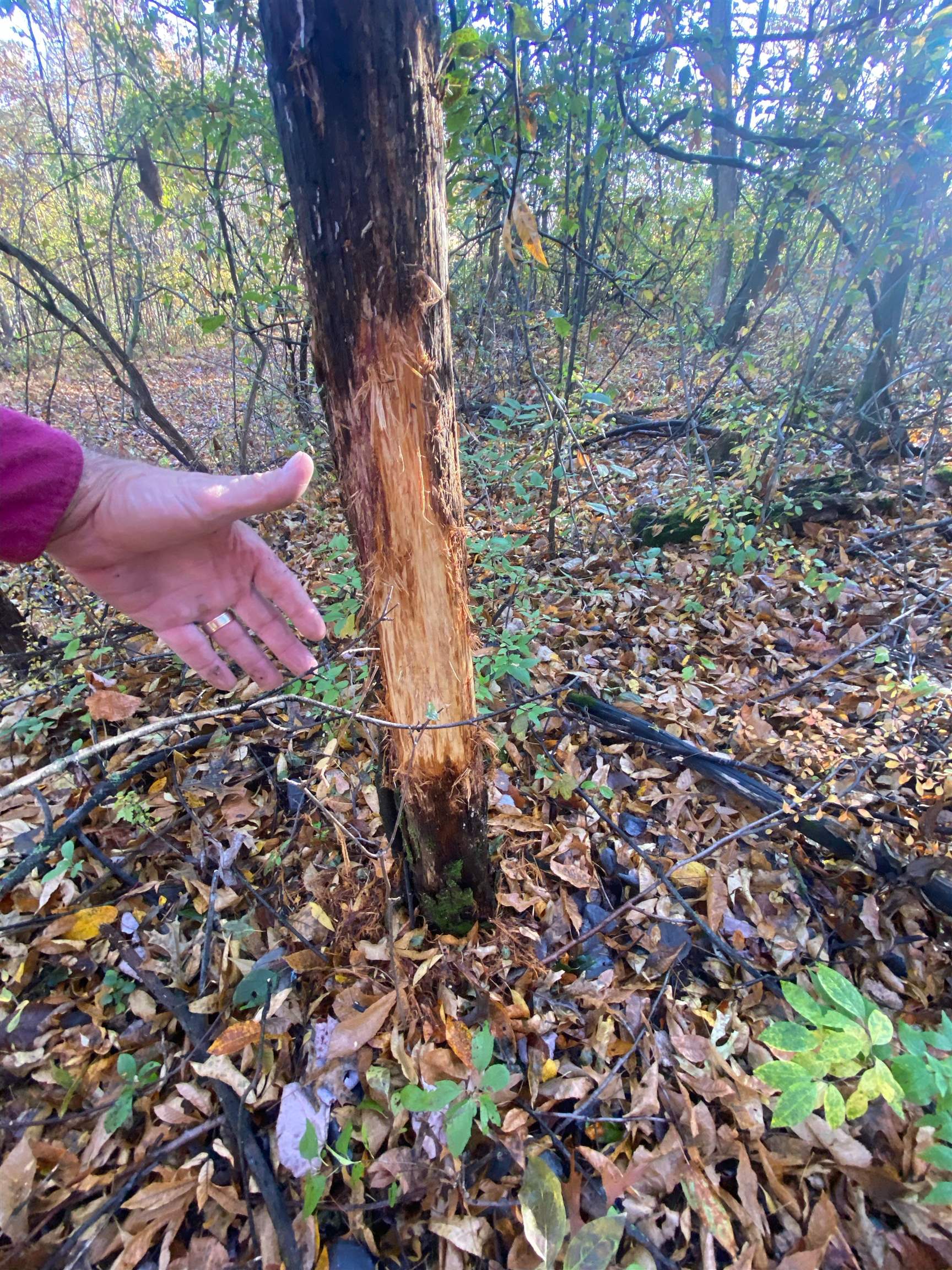 8580 Roelke Road Blue Mounds, WI 53517 - Photo 38 of 82