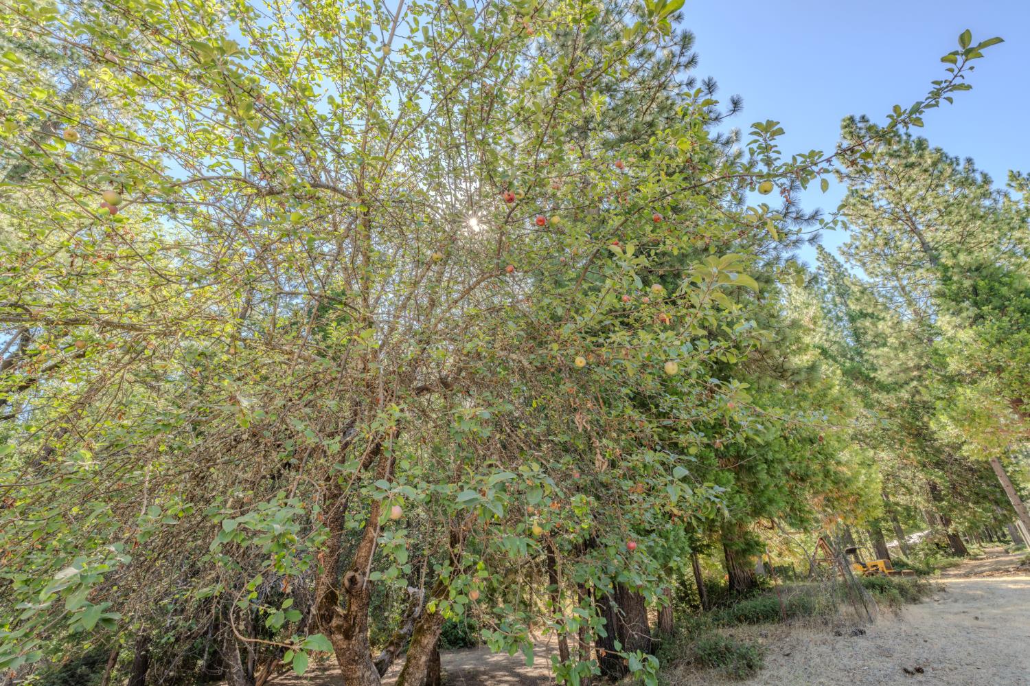 15736 Armstrong Road Mountain Ranch, CA 95246 - Photo 86 of 99 Gallery Image 86