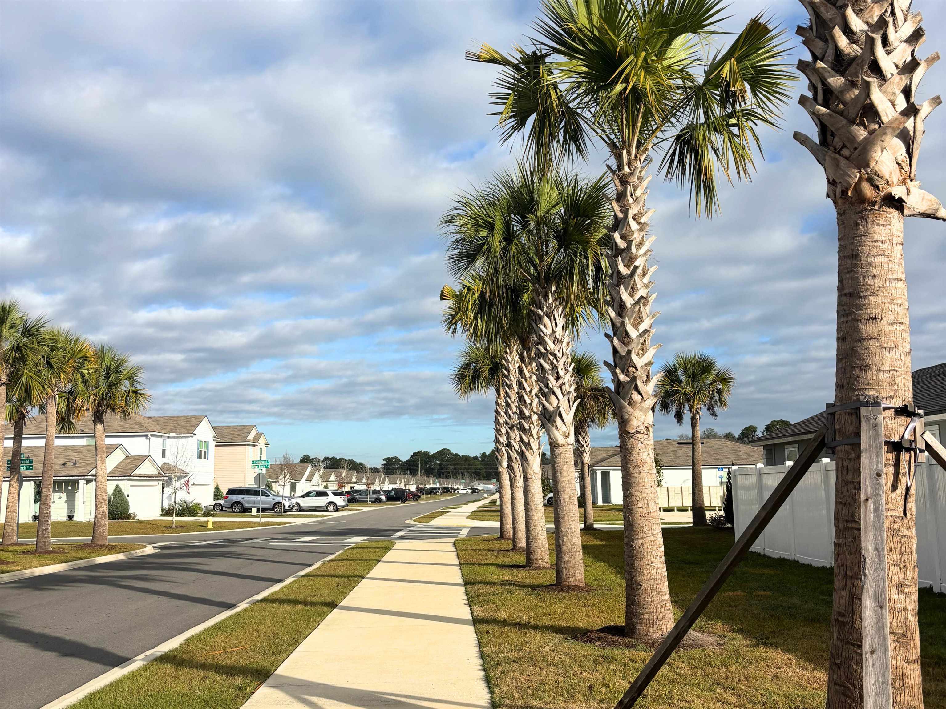 a view of a street with palm trees