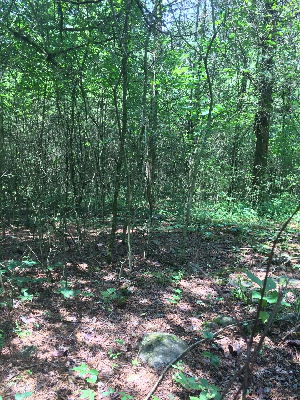 1187 Littleton Ranch Road Castalian Springs, TN 37031 - Photo 10 of 11 Gallery Image 10