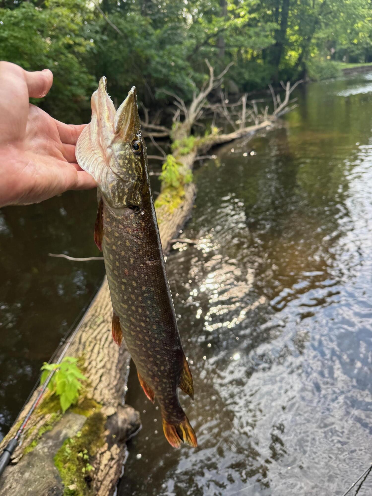 3944 South Brenlor Drive Hesperia, MI 49421 - Photo 17 of 68 fish 9