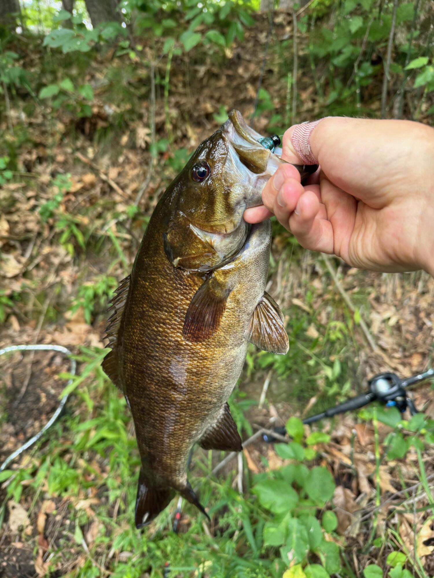 3944 South Brenlor Drive Hesperia, MI 49421 - Photo 67 of 68 fish 7