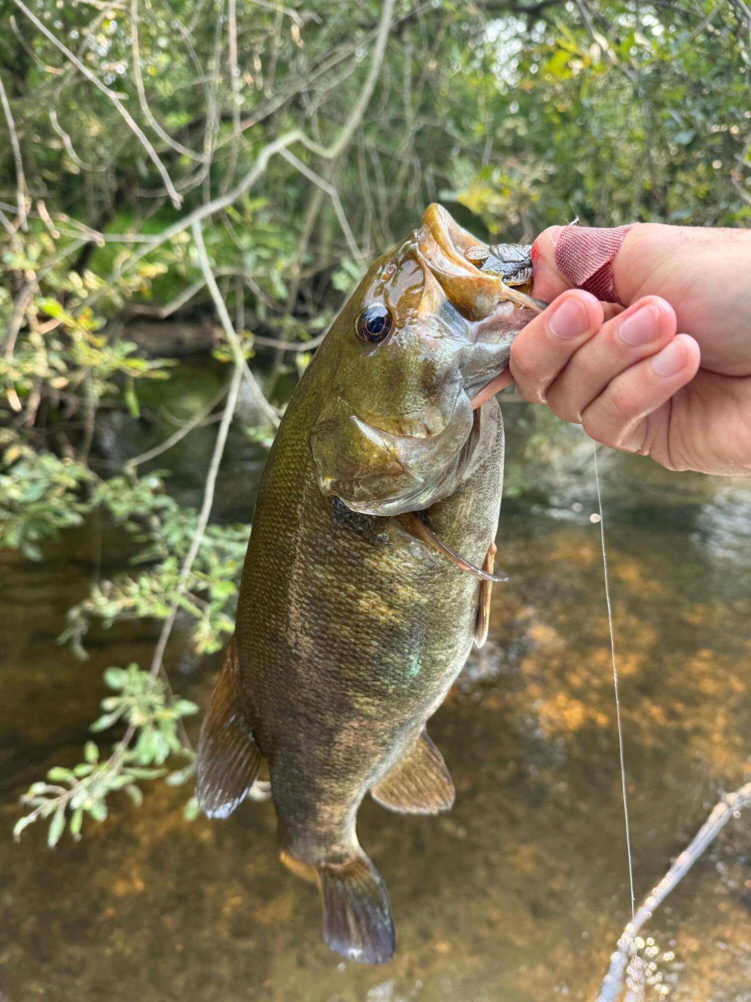 3944 South Brenlor Drive Hesperia, MI 49421 - Photo 68 of 68 fish 8