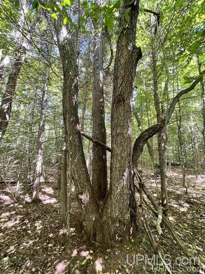220 W Ford Lake Road Germfask, MI 49836 - Photo 20 of 26