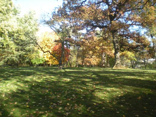 11660 German Church Road Burr Ridge, IL 60527 - Photo 2 of 11 a yard with lots of trees